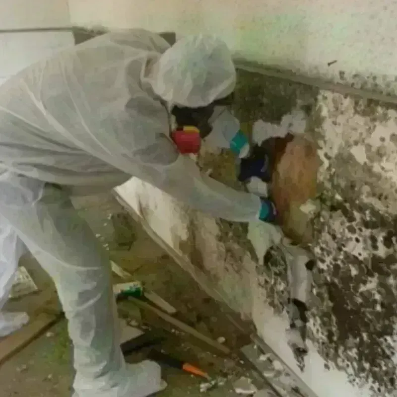 Mold Remediation and Removal in Makaha, HI